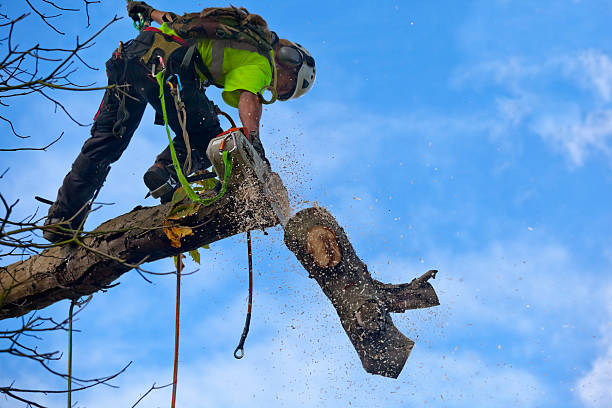 Moriarty, NM Tree Removal Services Company